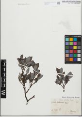 Foto von Salix glabra Scop.